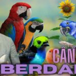 SEU CANTO DEIXA SAUDADE - BRASIL MAIOR - CÂNTICO DA LIBERDADE...